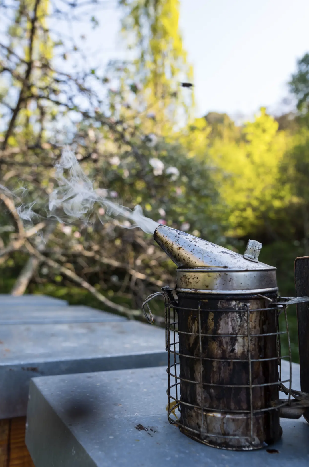 IGP Miel de Asturias