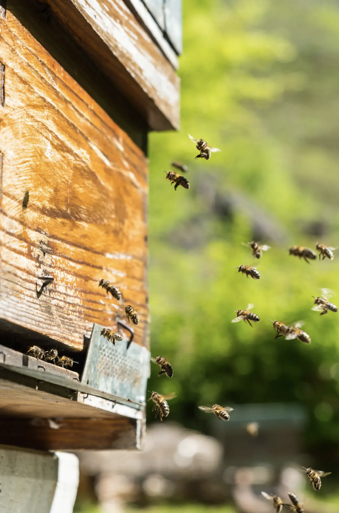 IGP Miel de Asturias