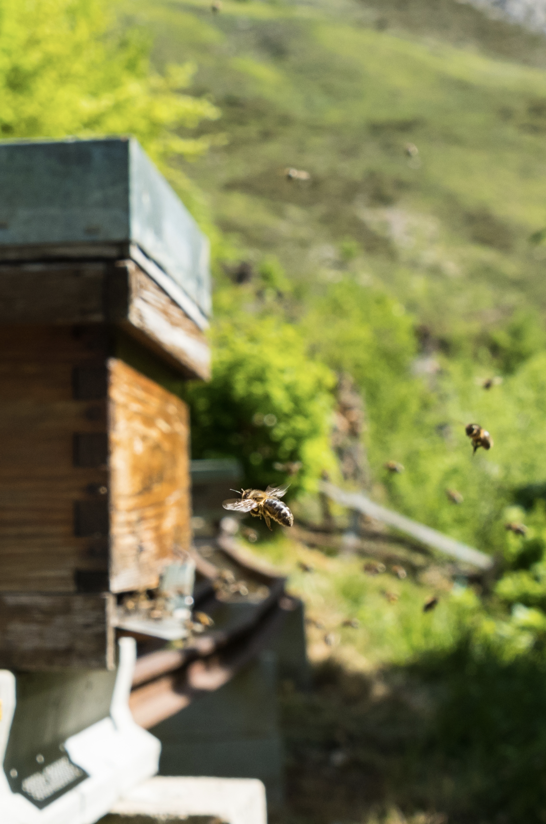 IGP Miel de Asturias