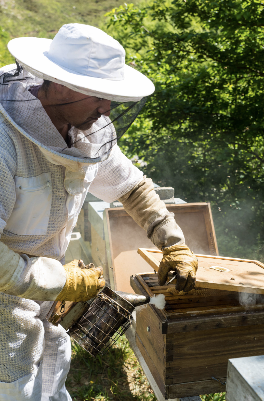 IGP Miel de Asturias