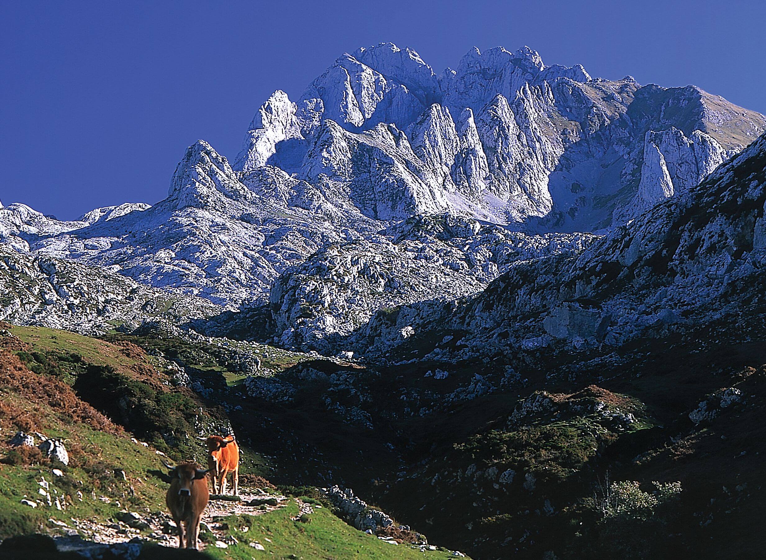DOP Gamonéu