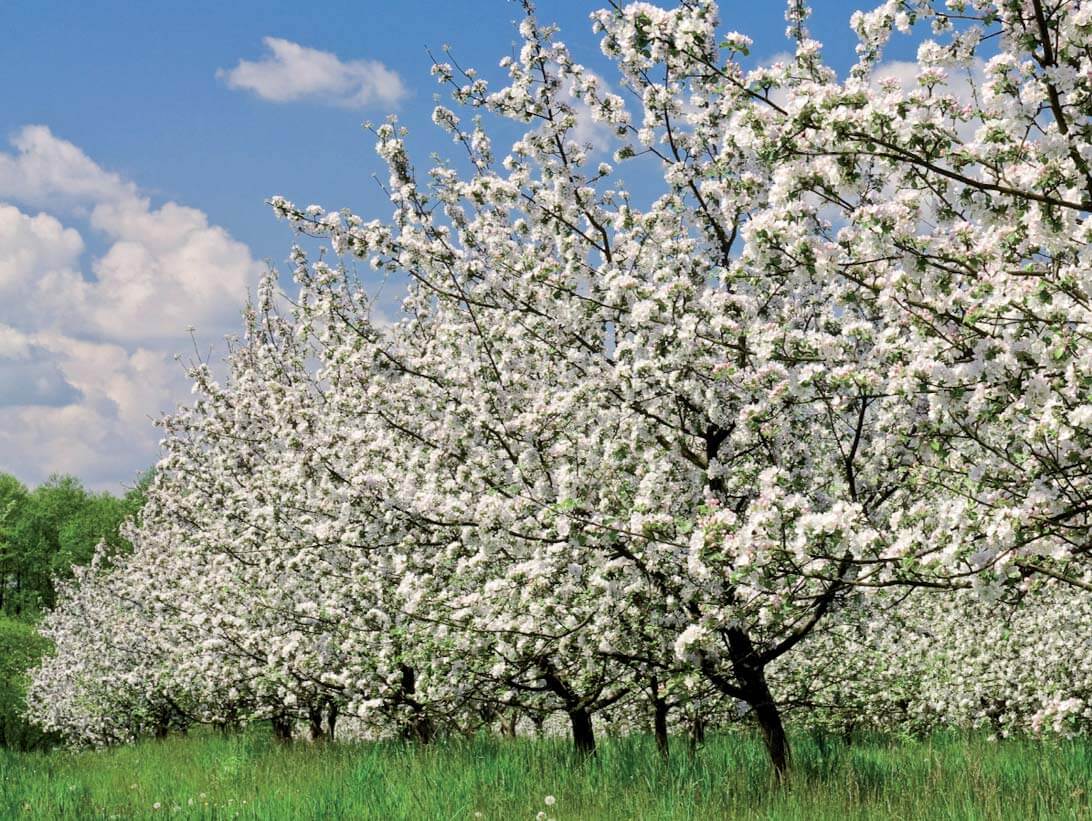DOP Sidra de Asturias