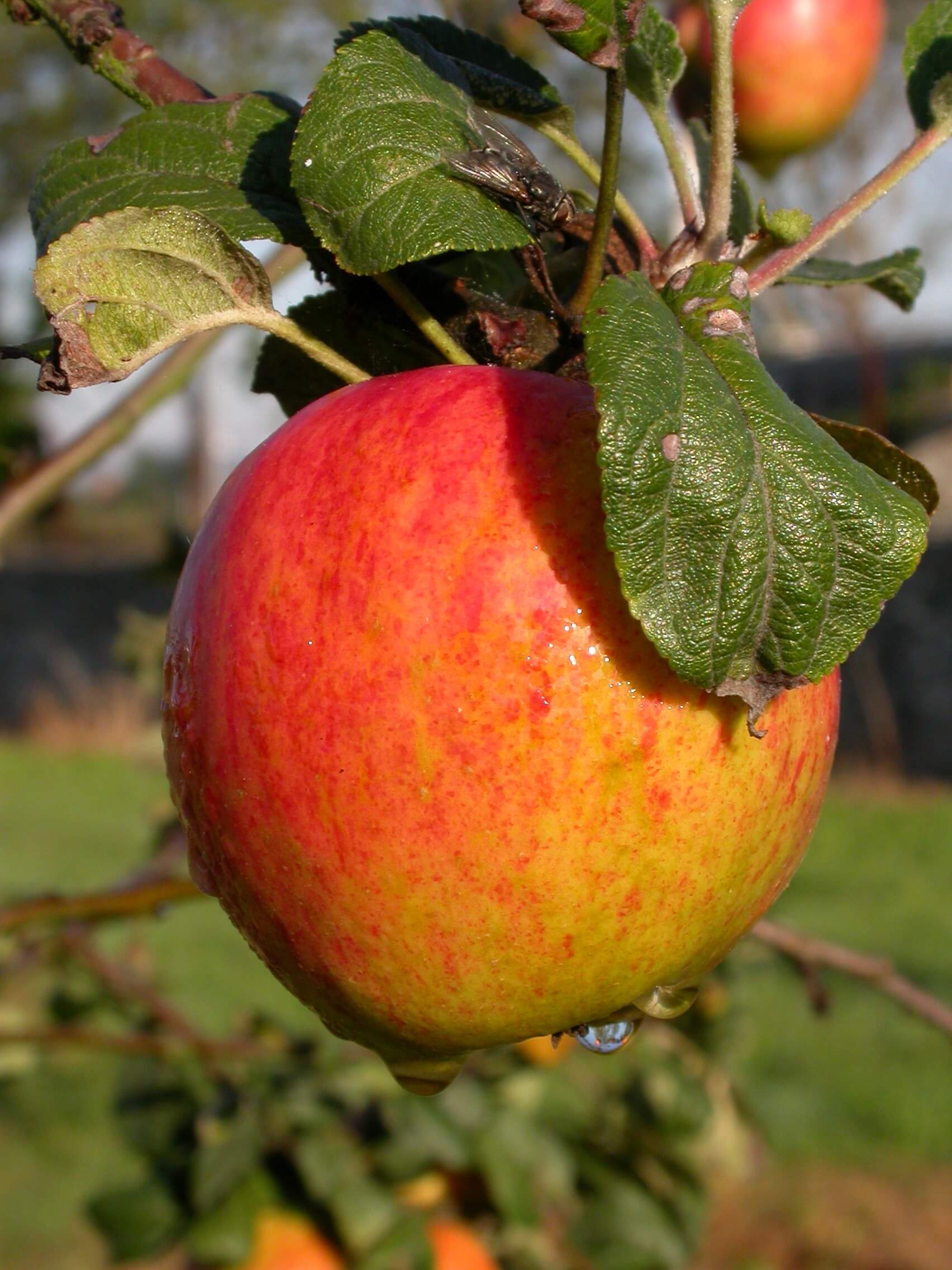 DOP Sidra de Asturias