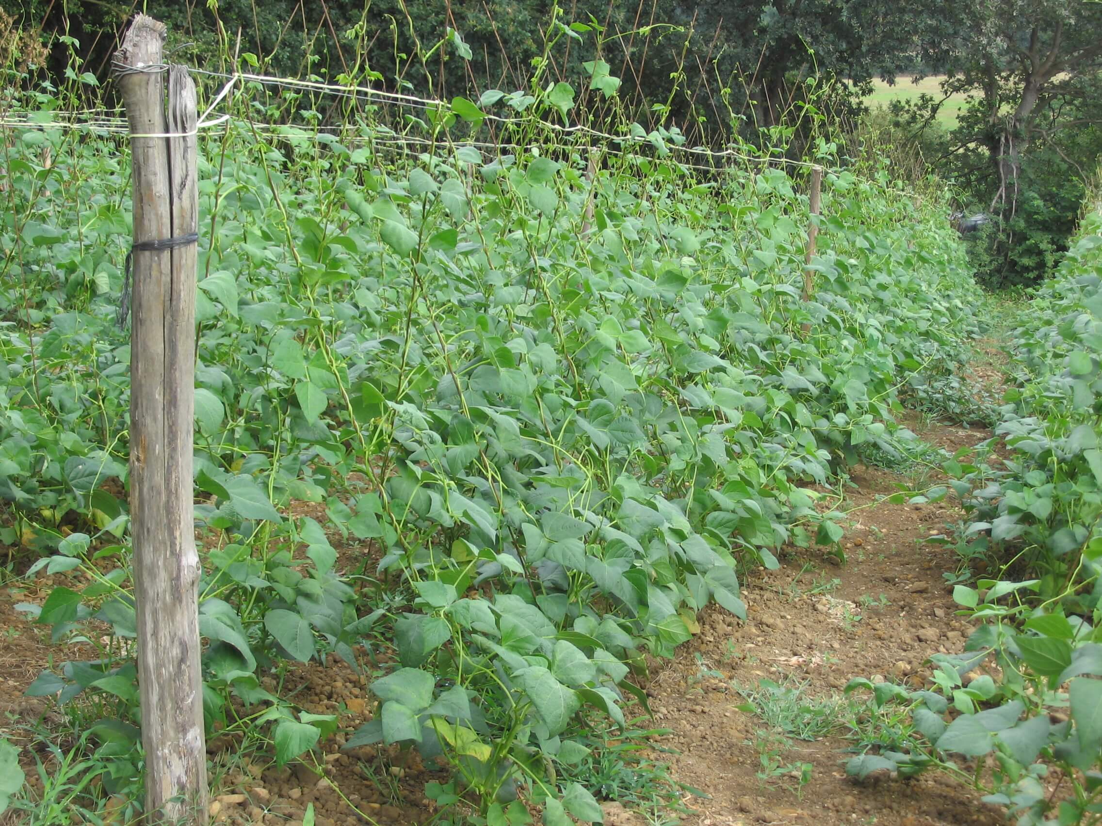 IGP Faba Asturiana