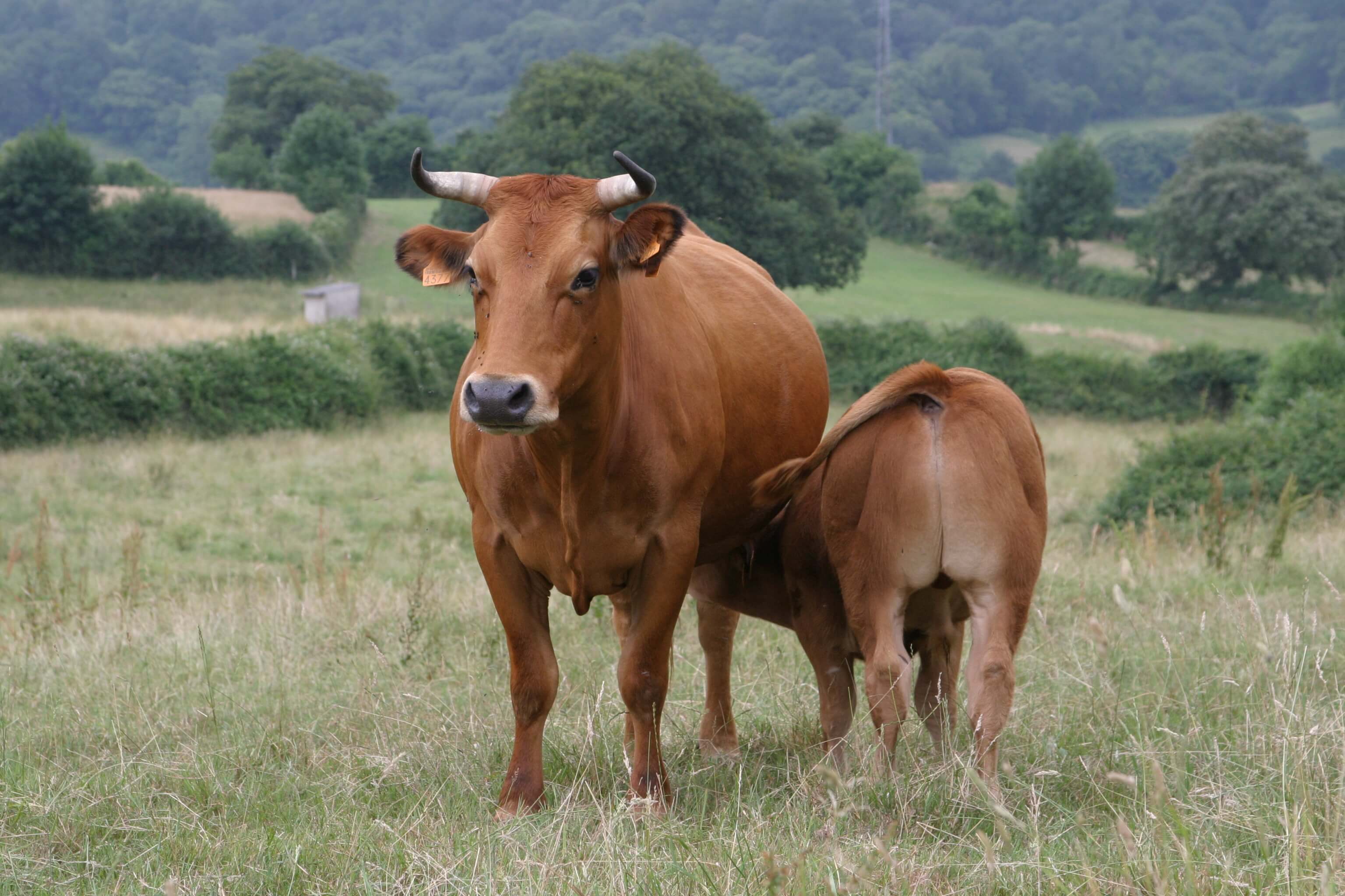 IGP Ternera Asturiana