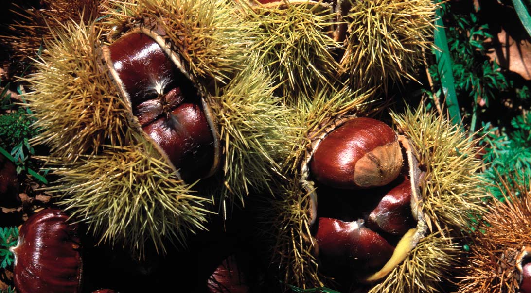 Producción Ecológica